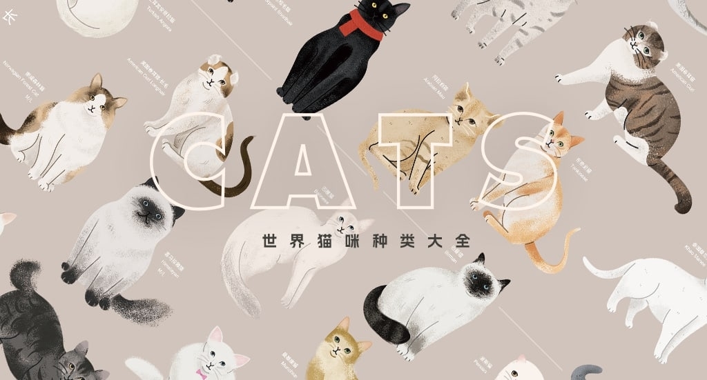 猫咪的种类：信息图插画定制