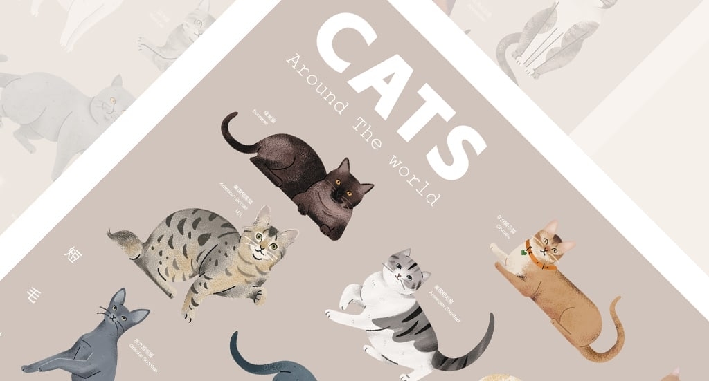 猫咪的种类：信息图插画定制